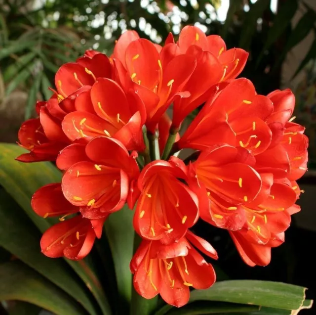 Rare Flame Red Flowers Clivia Seeds •  Freshly Harvested • July 2023