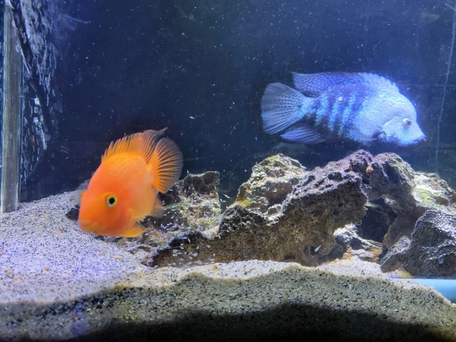Red Texas cichlid .5" - 1" size 3 pack fresh water live tropical fish 2