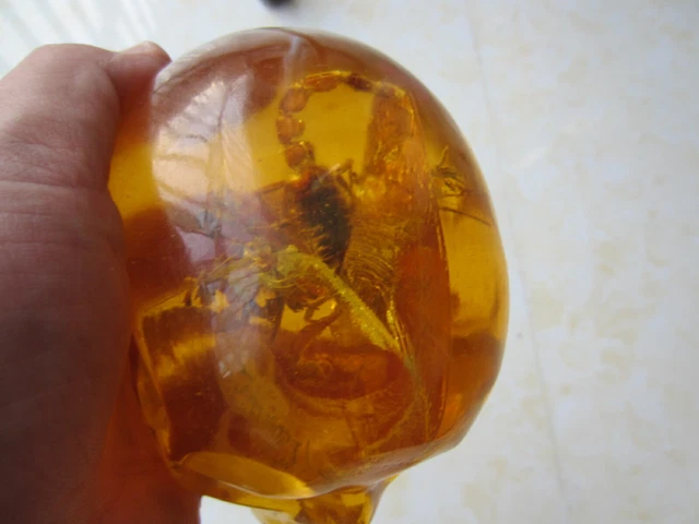 4.8" Old Burmese Amber scorpion Carved Crystal Skull, Realistic, Crystal Healin