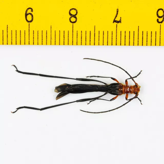 Long Horn Beetle - VERY RARE Cerambycidae sp (Male) - Malaysia - 5068