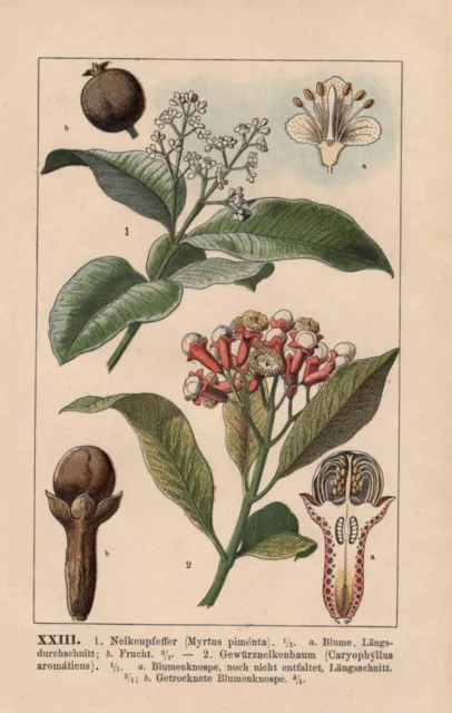 Nelkenpfeffer Pimenta dioica Lithographie von 1899 Gewürznelken-Baum Nelken