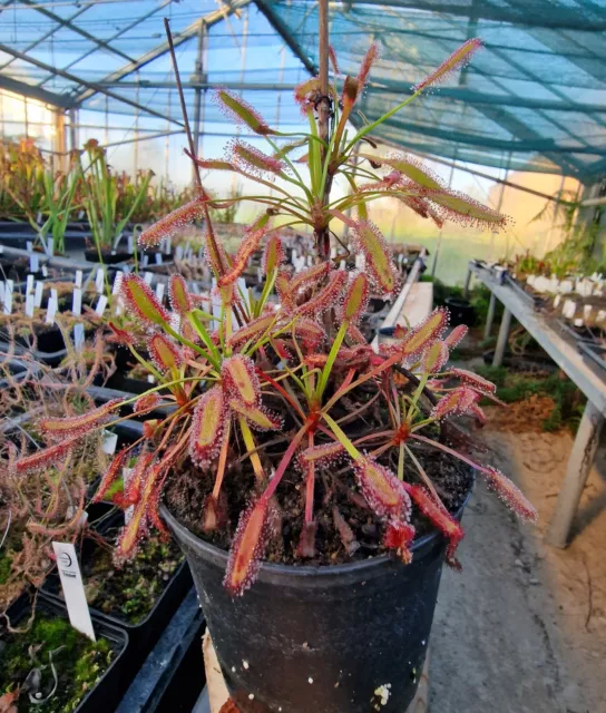 Drosera capensis "Baines Kloof",200 Samen,200 Seeds,fleischfressende Pflanzen