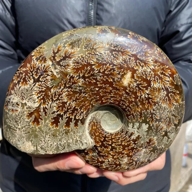 1250g Natural Beautiful Ammonite Fossil Conch Crystal Specimen Healing