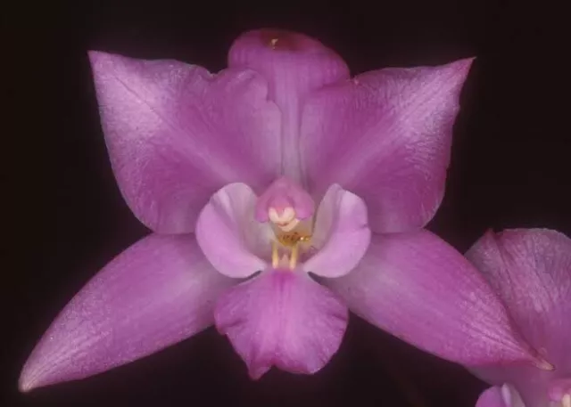 Species Orchid - Laelia furfuracea