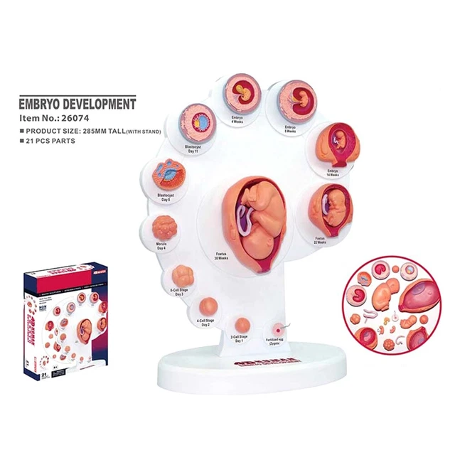 4D HUMAN EMBRYO Development Anatomical Model Fetal Growth Organ ...