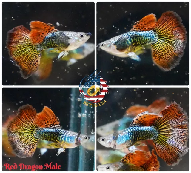 MALE ONLY - Live Aquarium Guppy Fish High Quality - Red Dragon Halfmoon BDS
