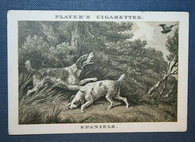 Spaniels In The Field  Hunting Scene  Vintage 1920's Card