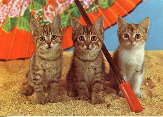 Cpsm / Carte Postale / Chat / Cat // Photo