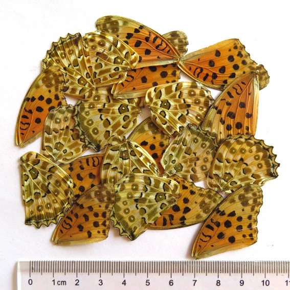 GIFT 20 pcs REAL BUTTERFLY wing material  DIY artwork jewelry  #57