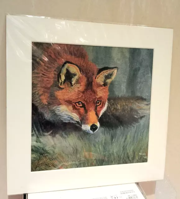 Signed Mounted Print  'The Stalking Fox'  from an oil by Jeremy Mayes 12 x 12 in