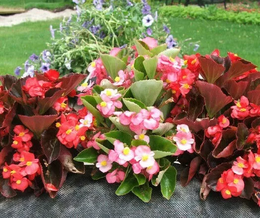 Begonia (NightLife Mix) - 30 Pelleted Seeds > Hybrid  Premium Begonias!