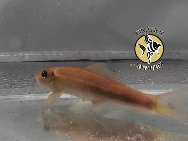 Gold Chinese Algae Eater Aquarium Fish