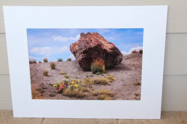 Lot of 4 Desert Southwest Canyon NP Arizona Utah 24x18" Matted Art Print w/ COA