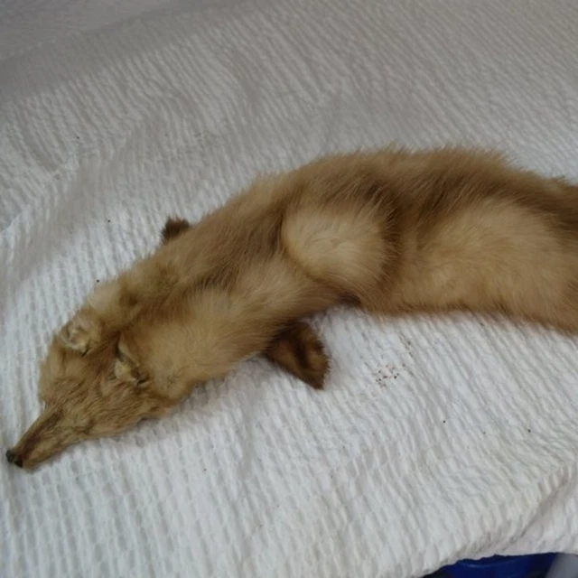 Genuine Fox Stole pelt with legs, head and tail