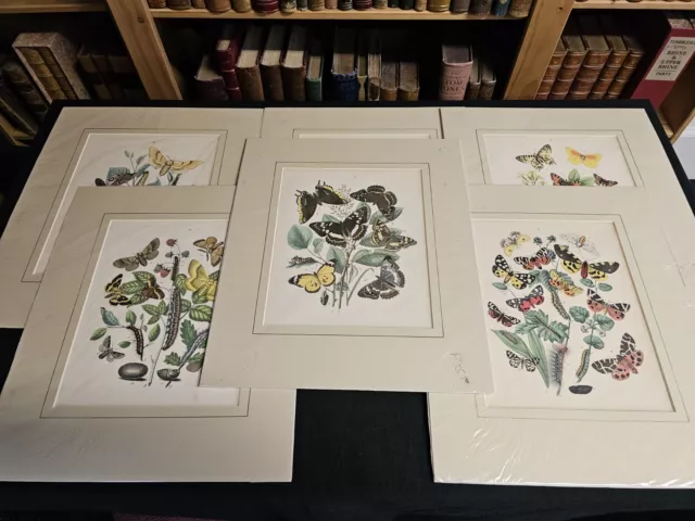 c1882 Set of Six Coloured Lithographic Butterfly Prints Window Mounted Original