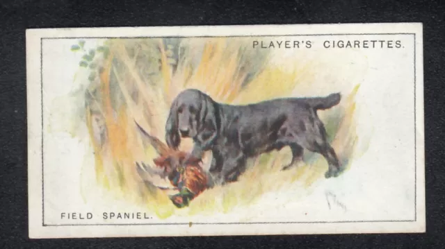 FIELD SPANIEL Vintage 1925 Dog Painting Card