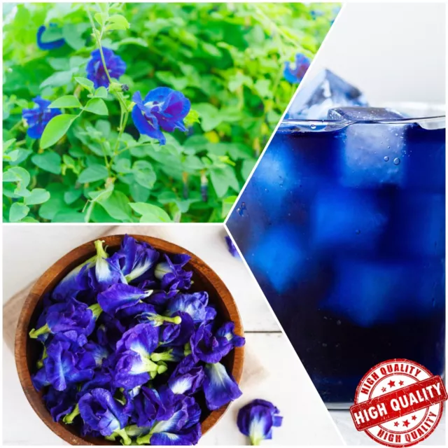 Flores de guisante azul seco orgánico puro bebida saludable a base de hierbas naturales
