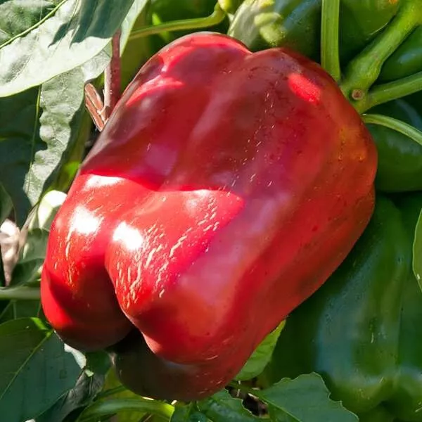 Seeds Pepper Red Giant Bulgarian Sweet Vegetable Organic Heirloom NON-GMO