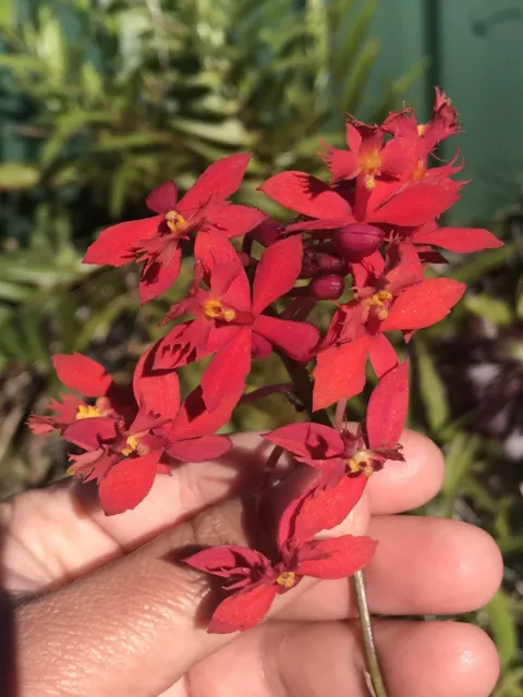 EPIDENDRUM CRUCIFIX ORCHID - Bunch Of 2 Colours CRIMSON RED And Purple Mix