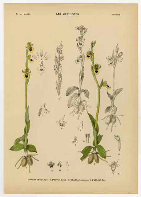 Estampado Antiguo-Historia Natural-Botánico-Orquídea-Ophrys lutea-Camus-1921 2