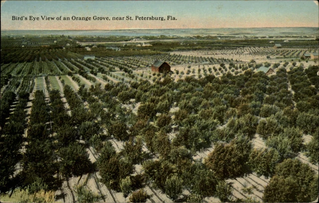 St Petersburg Florida ~ orange grove ~ aerial view ~ c1910-1920s postcard