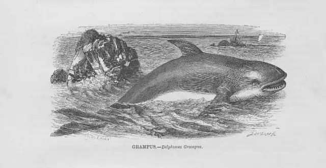 Grampus Rundkopfdelfin HOLZSTICH von 1863 Grampus griseus wood engraving Gravure