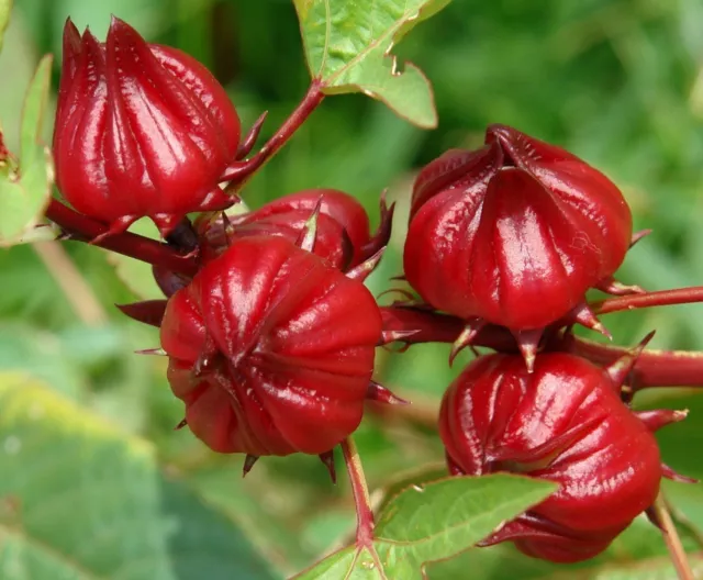 Roselle - African Mallow - Hibiscus sabdariffa - 10+ seeds - Heirloom! Ed 014