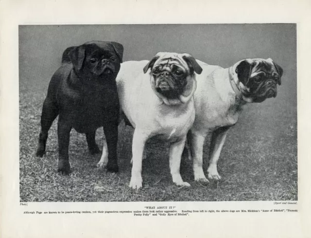 Pug Old Original Dog Print Page From 1934 Great Image Two Black & One Fawn Pugs