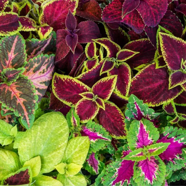 Coleus- Mixed Rainbow, 275 seeds | TSC: Heirloom & OP seeds, non-GMO, Untreated)