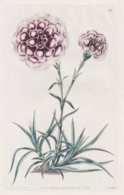 Nelke carnation Dianthus Nelken Blume Botanik botany Dalton Smith Kupferstich