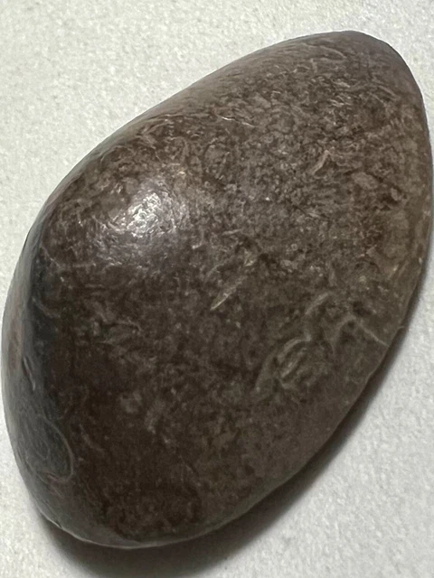 Bia-Gae/Cowrie Shell Phra Lp Jear Rare Old Thai Buddha Amulet Pendant Magic#14