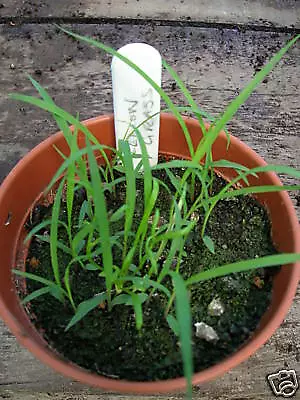 Herb - Lemon Grass - Cymbopogon Flexuosus - 800 Seeds