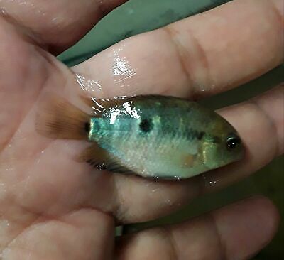 3 Fish Pack Rainbow Cichlid 1.5"