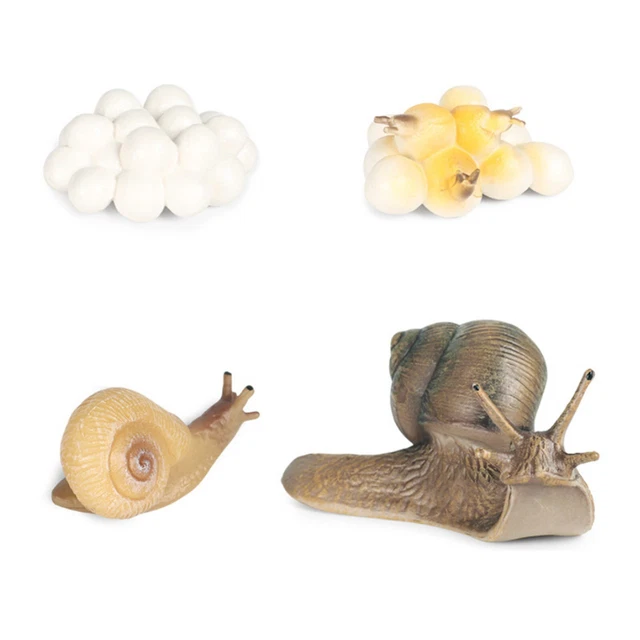 MODELS OF SNAIL Life Cycle - MONTESSORI BIOLOGY / ZOOLOGY MATERIALS EUR ...