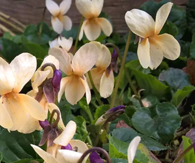 VIOLA ODORATA f. SULFUREA "IRISH ELEGANCE", YELLOW SWEET VIOLET 15 seeds