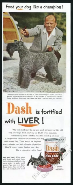 1952 Kerry Blue Terrier champion color photo Dash dog food vintage print ad