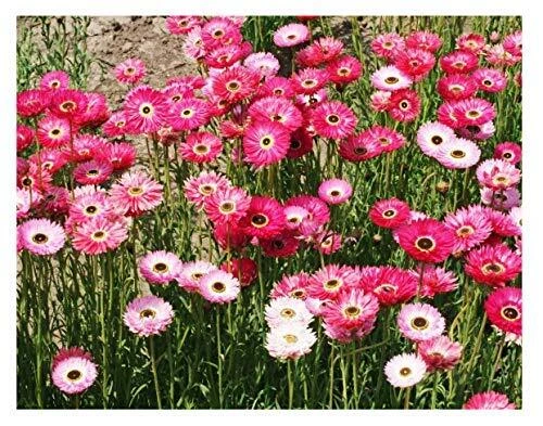 Paper Daisy Seeds - Helipterum Roseum - Approximately 1000 Seedsn