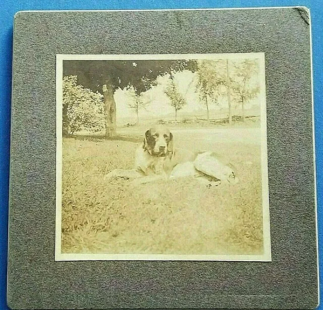 Vintage Dog Photo Short-Haired German Pointer Cabinet Card Canine  Bloodline