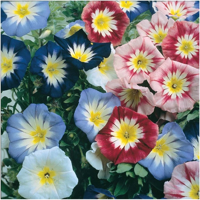, 2,500+ Morning Glory Ensign Blend / Mix Seeds (Red, Pink, Blue, Whitn