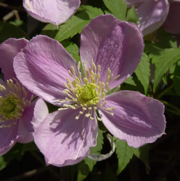 Berg Waldrebe Tetrarose 60-80cm - Clematis montana