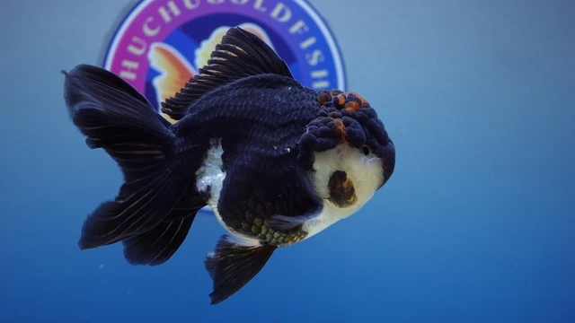 Live Fancy Goldfish Panda Rosetail Oranda Male