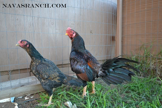 6 RAMPURI Asil Hatching Eggs $55.00 - PicClick