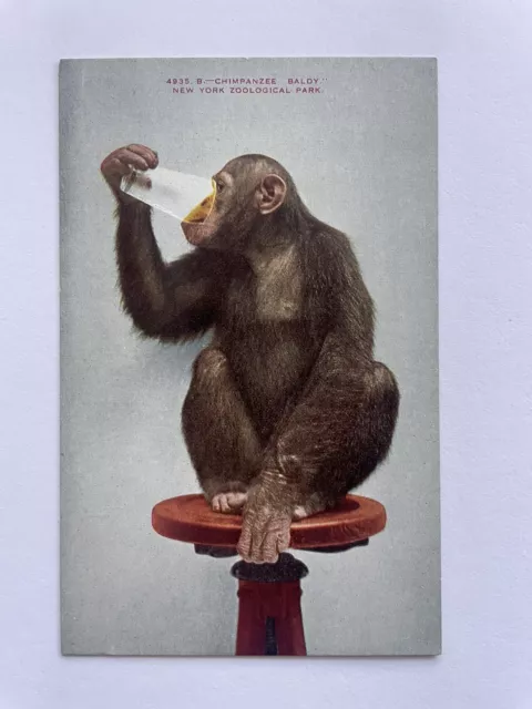 New York Postcard: Chimpanzee Baldy - New York Zoological Park, Ny