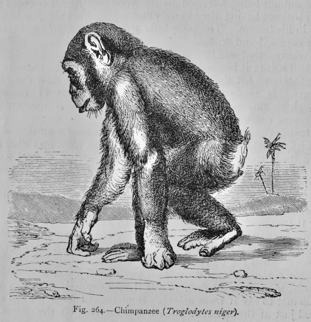 Mammalia THE CHIMPANZEE Original Victorian Print by Figuier c1892