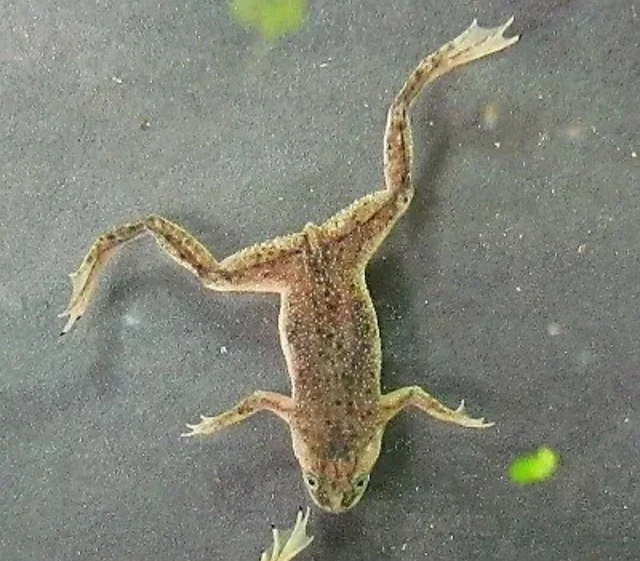 3 African Dwarf Frog Live Freshwater Fish Pet