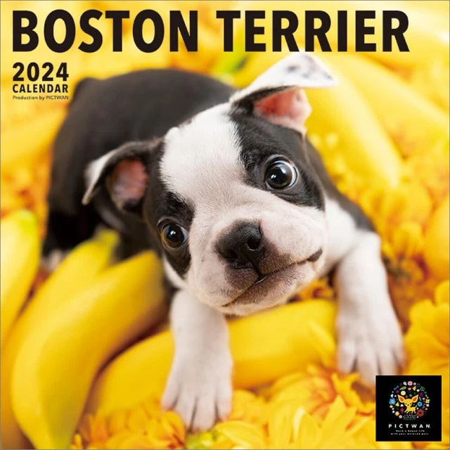 WALL CALENDAR 2024 Boston Terrier Pictwan Japan 59 x 29 cm L005 39.99