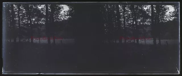 Sous Bois Sombre c1930 Photo NEGATIVE Plaque de verre Stereo Vintage V33L25n7