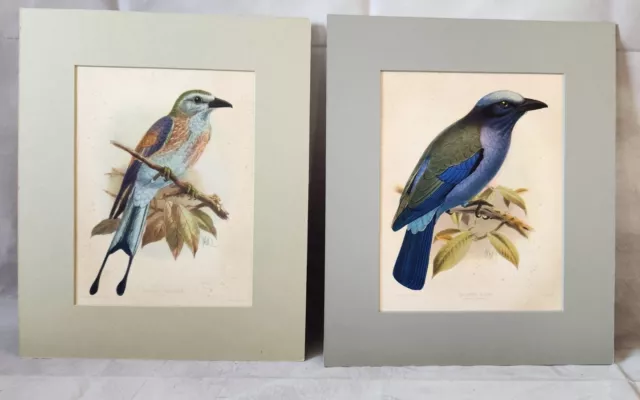 2 Vintage Bird Litho Prints Keulemans Coracias Spatulatus & Temmincks Roller