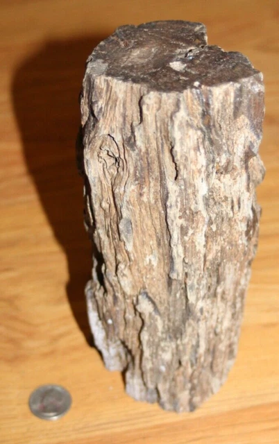 Petrified Wood Log  10 Inches Tall