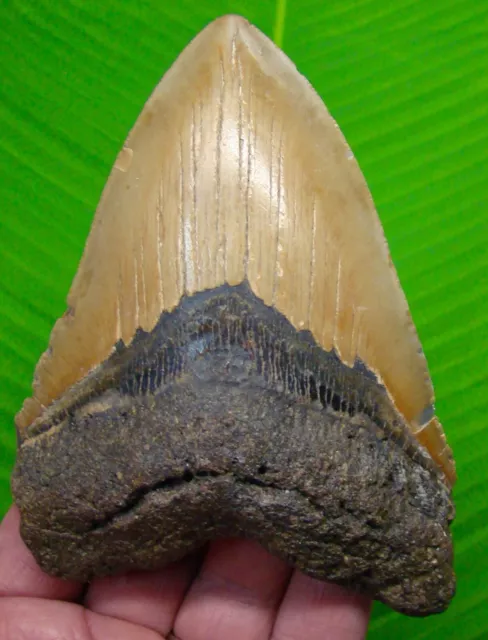 MEGALODON SHARK TOOTH  - XL 5 & 1/8  - NO RESTORATIONS - w/DISPLAY STAND